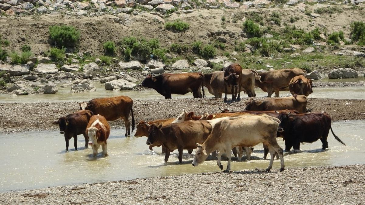 Muş&rsquo;ta sıcak havadan etkilenen b&uuml;y&uuml;kbaş hayvanlar nehirde serinliyor