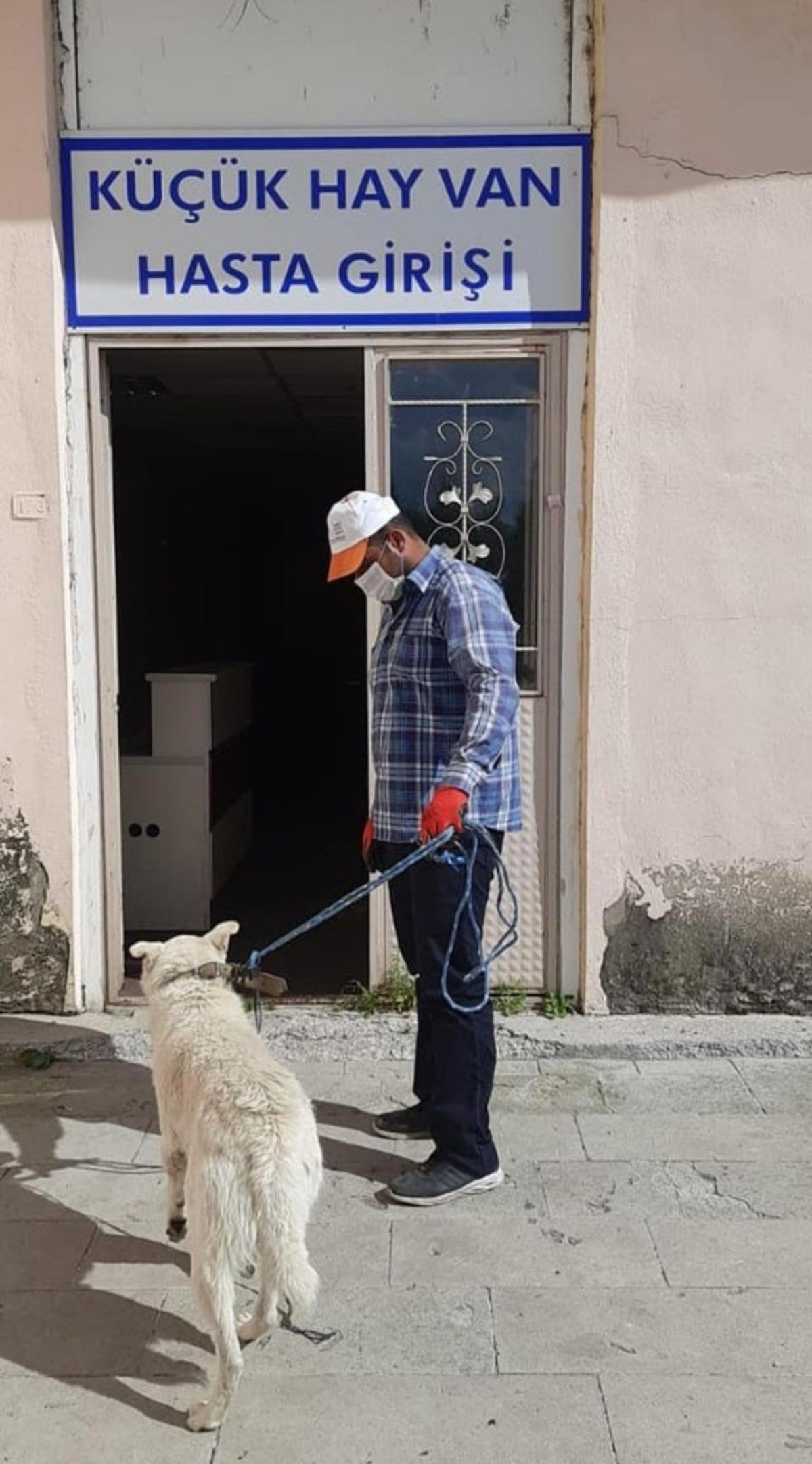Hayvan sever başkan yaralı k&ouml;peği tedavi ettirdi