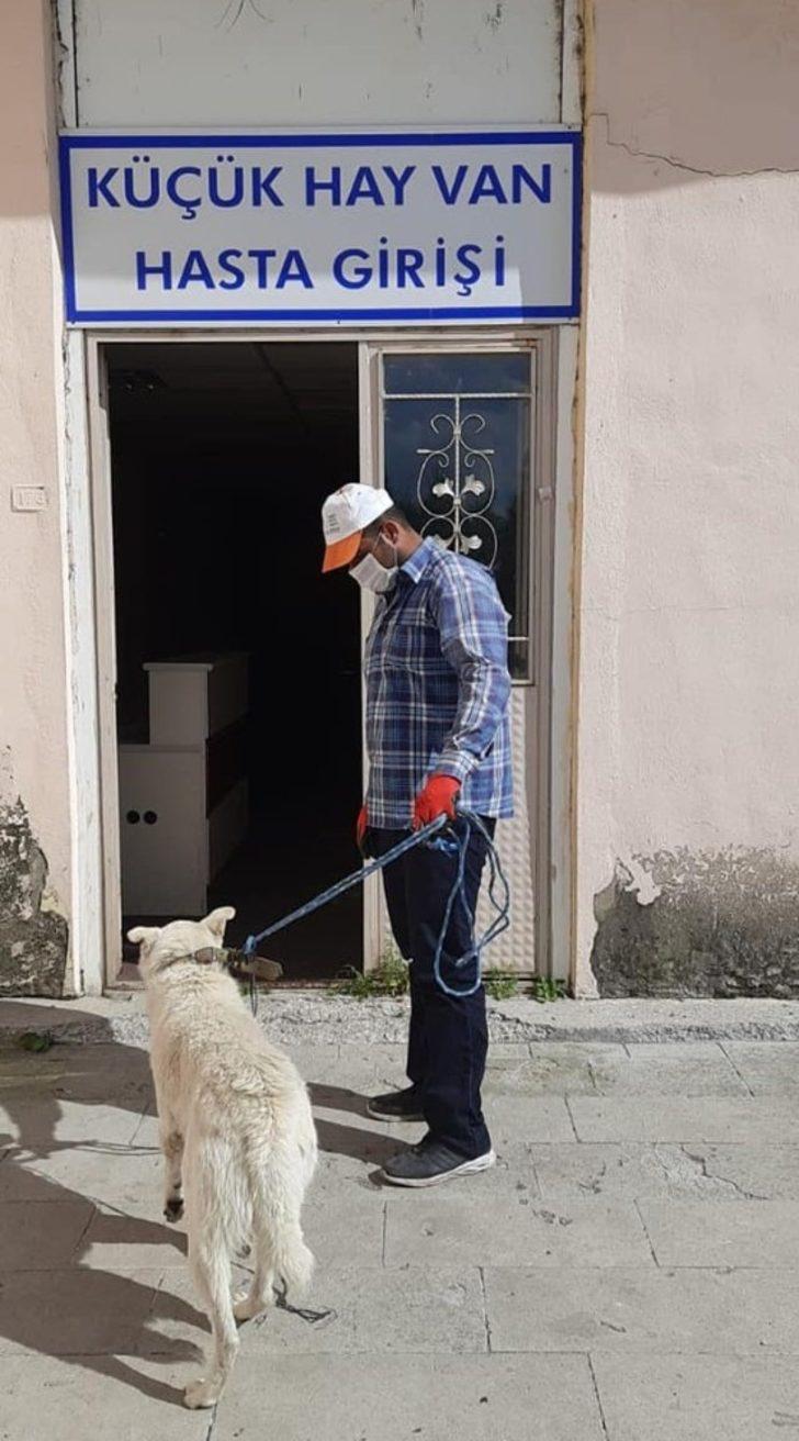 Hayvan sever başkan yaralı köpeği tedavi ettirdi G1