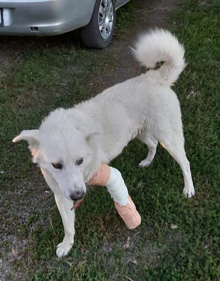Hayvan sever başkan yaralı köpeği tedavi ettirdi G2