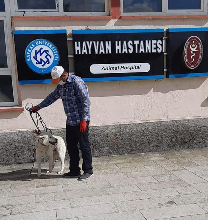 Hayvan sever başkan yaralı köpeği tedavi ettirdi G3