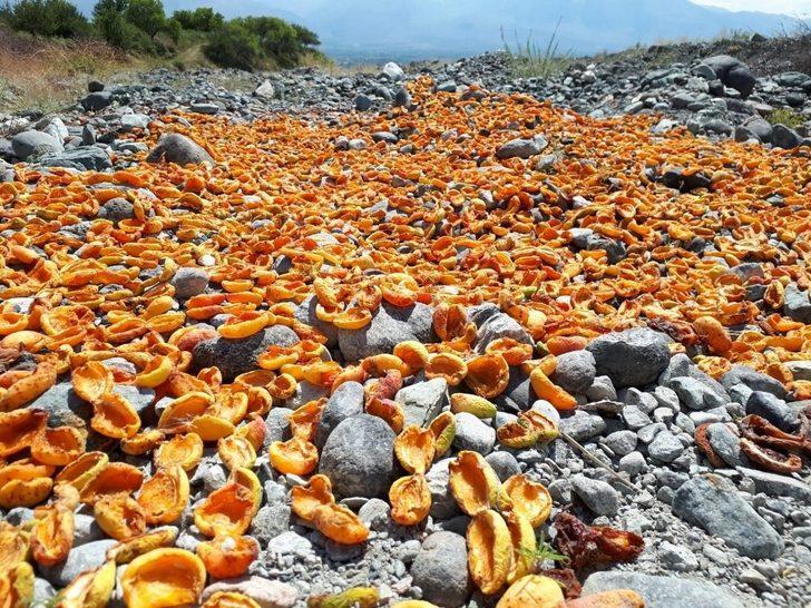 Kurutmalık kayısı hasadı devam ediyor G1