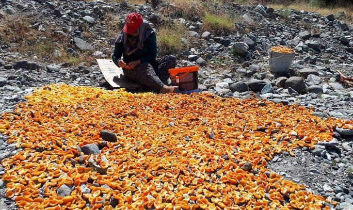 Kurutmalık kayısı hasadı devam ediyor G2