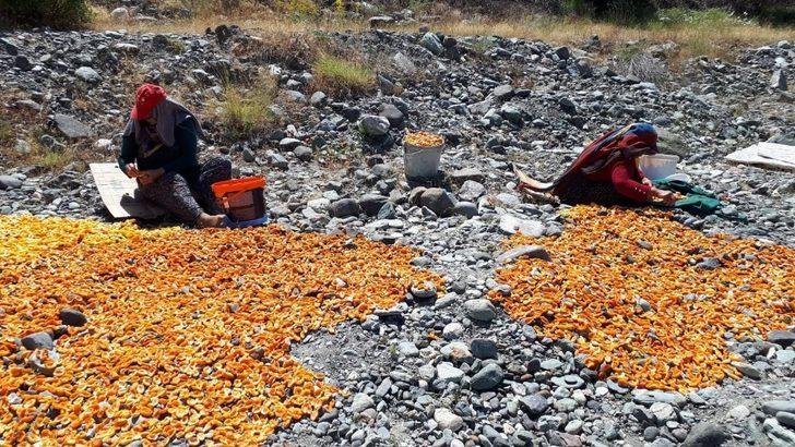 Kurutmalık kayısı hasadı devam ediyor G3