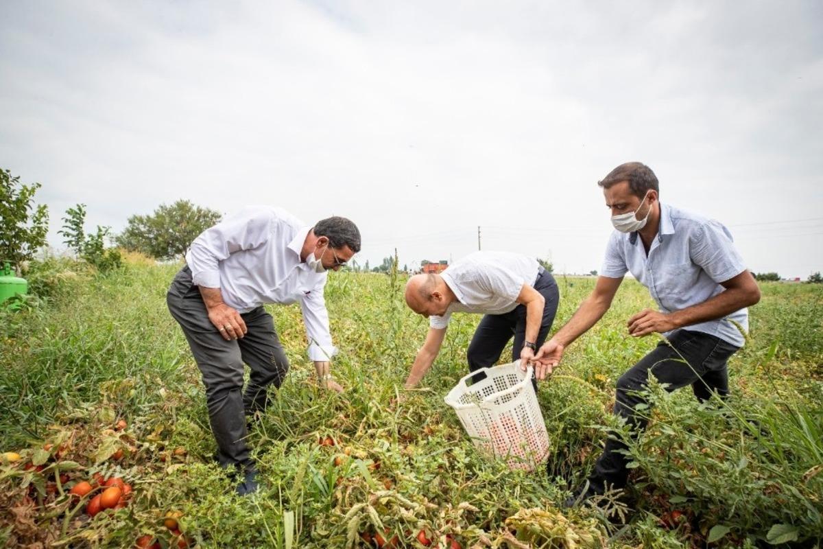 Başkan Soyer domates hasadı yaptı