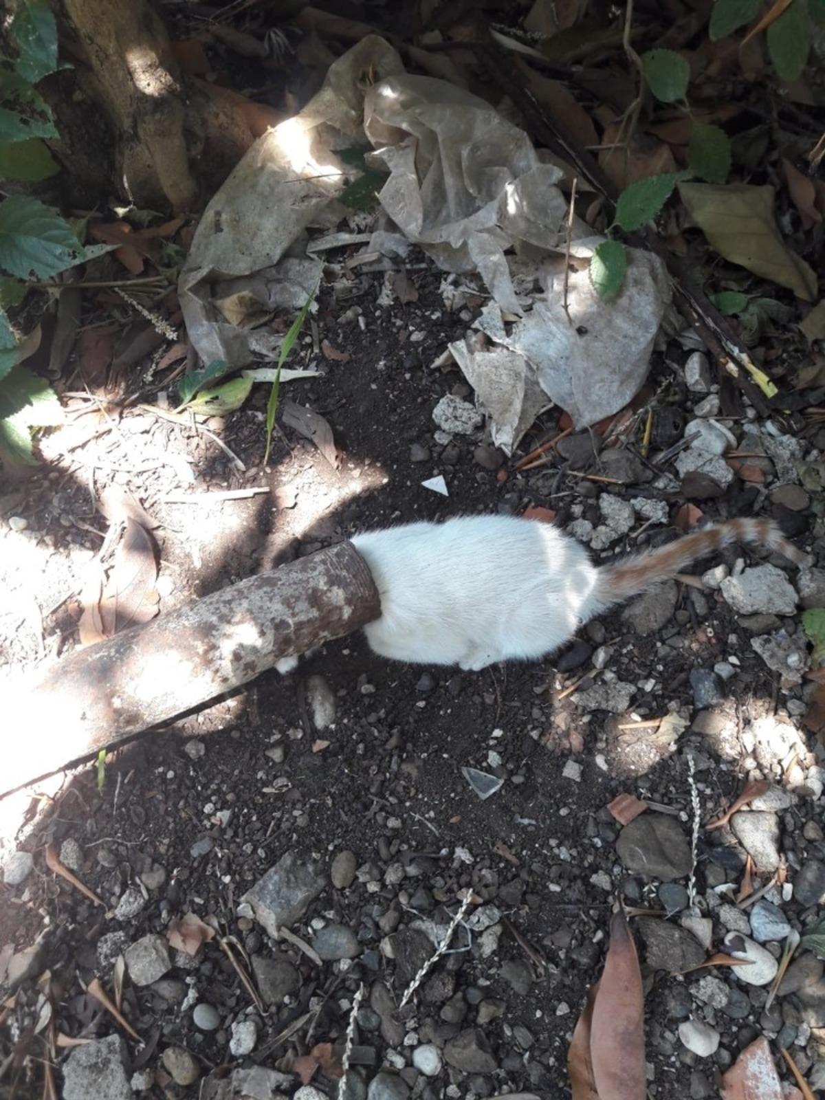 Fethiye&rsquo;de kafası demir boruya sıkışan yavru kedi kurtarıldı