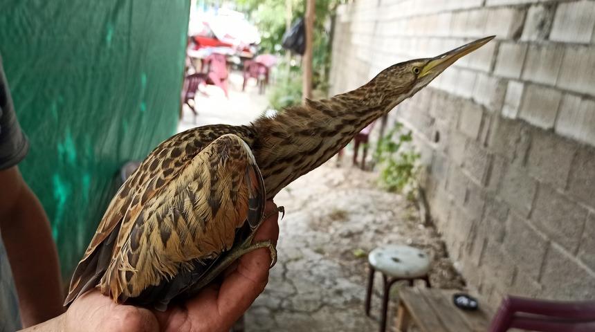 Bursa'da nesli t&uuml;kenmekte olan balaban kuşu bulundu