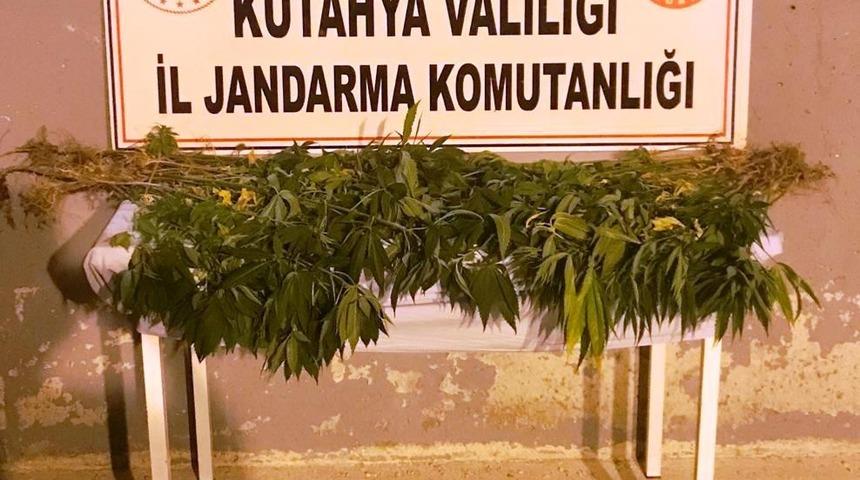 Kütahya’da 3 kişi kenevir bitkisi sularken suçüstü yakalandı