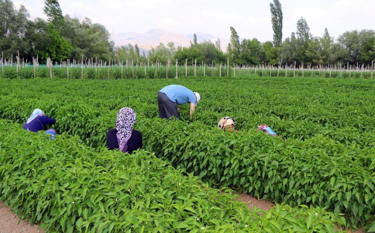 Kavurucu sıcakta sebze hasadı