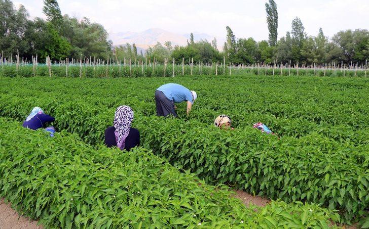 Kavurucu sıcakta sebze hasadı G1