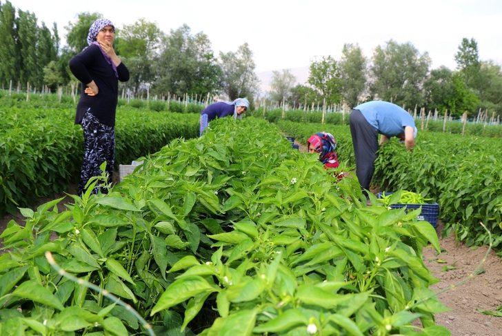 Kavurucu sıcakta sebze hasadı G2