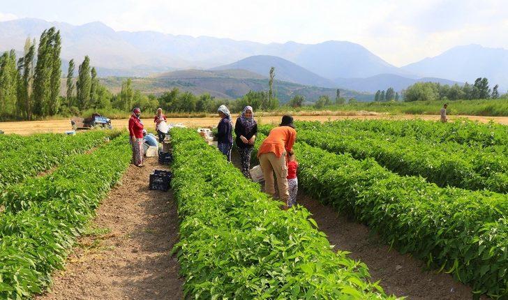 Kavurucu sıcakta sebze hasadı G3