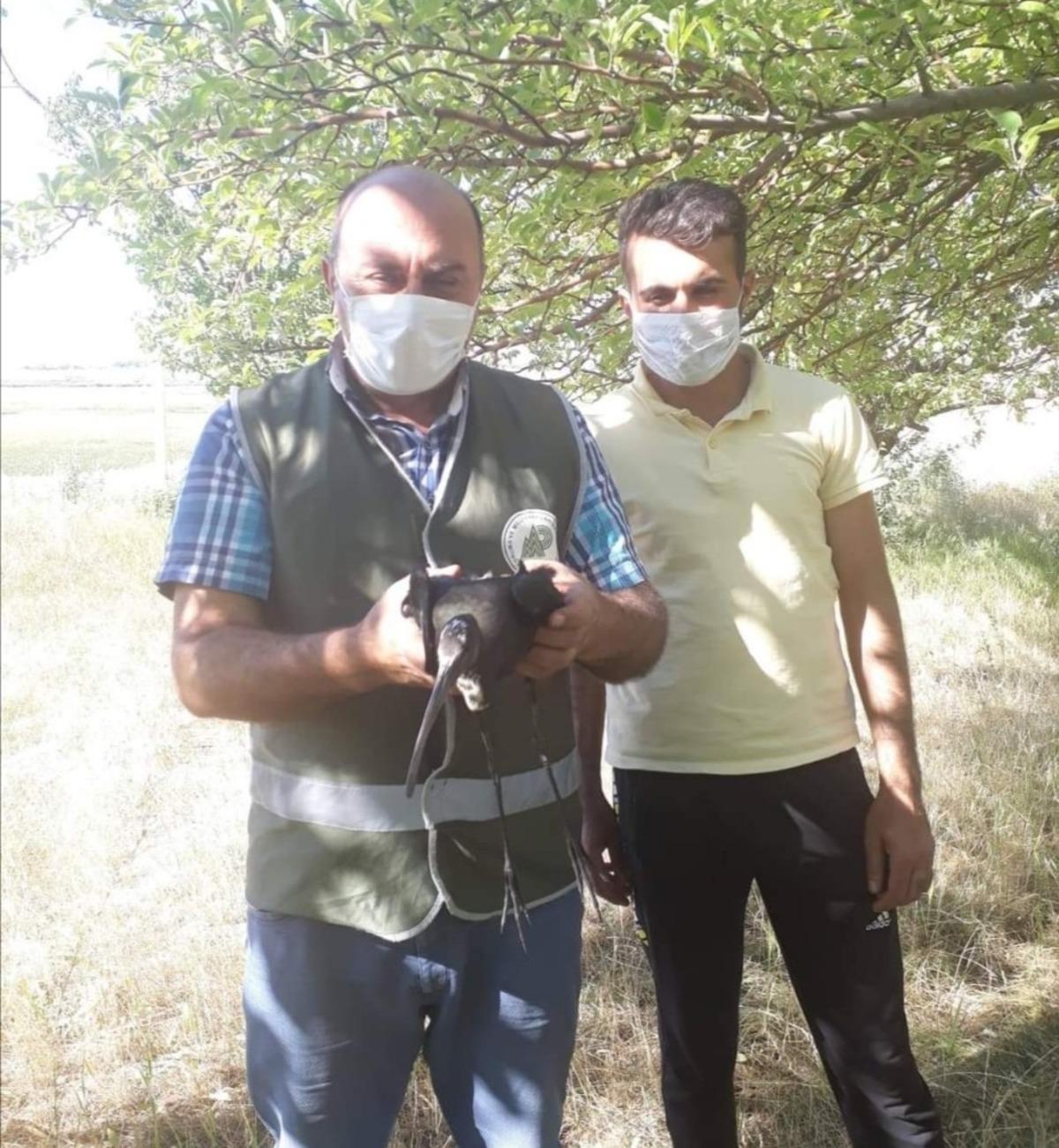 Yaralı kuşlar tedavi altına alındı