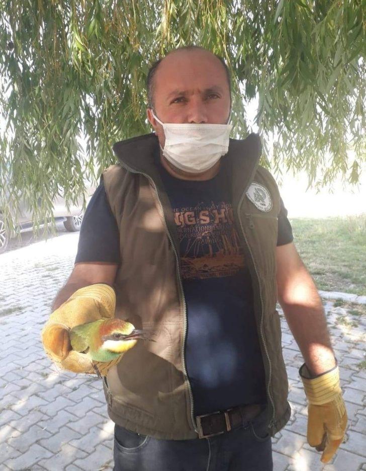 Yaralı kuşlar tedavi altına alındı G2