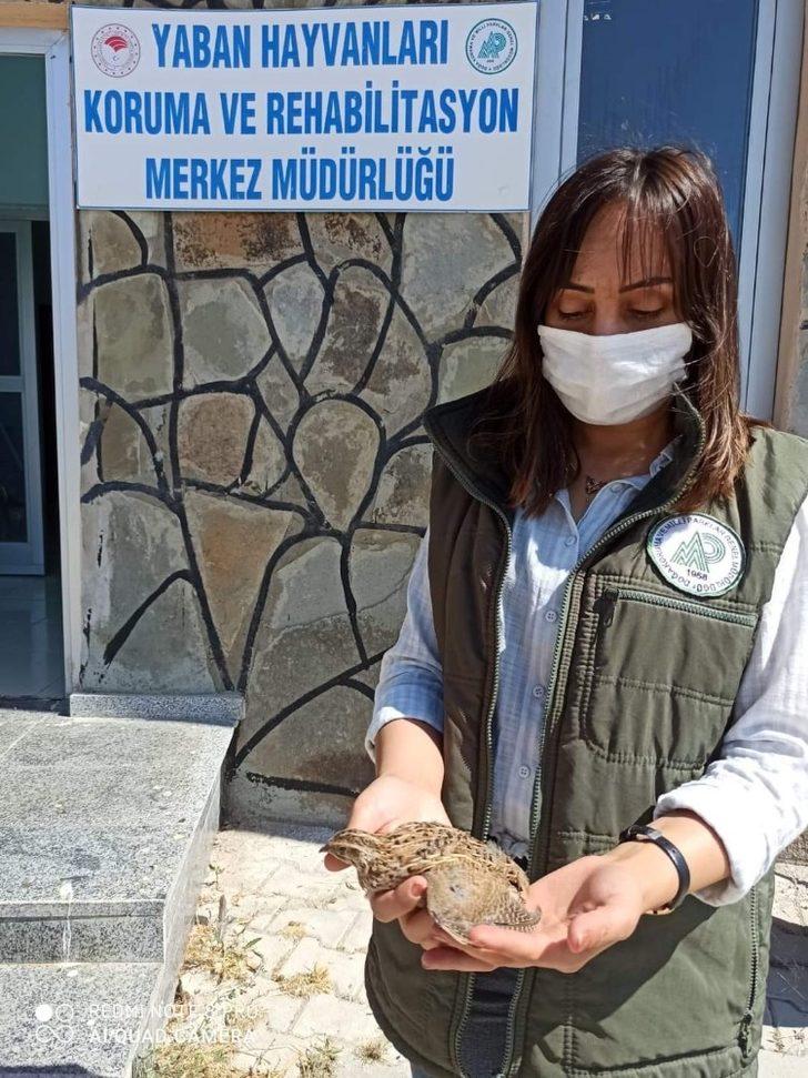Yaralı kuşlar tedavi altına alındı G3