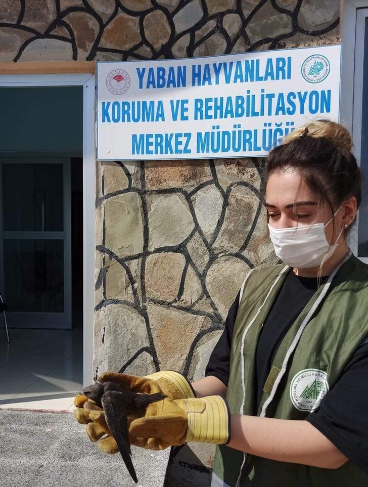 Yaralı kuşlar tedavi altına alındı G4