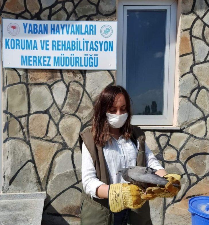 Yaralı kuşlar tedavi altına alındı G5