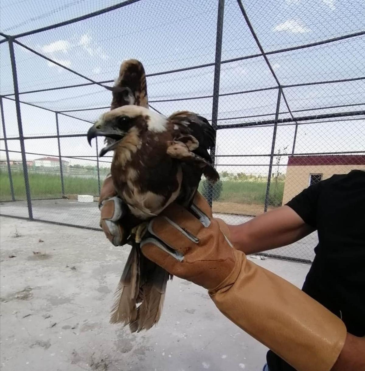 Tedavileri tamamlanan kuşlar doğaya salındı