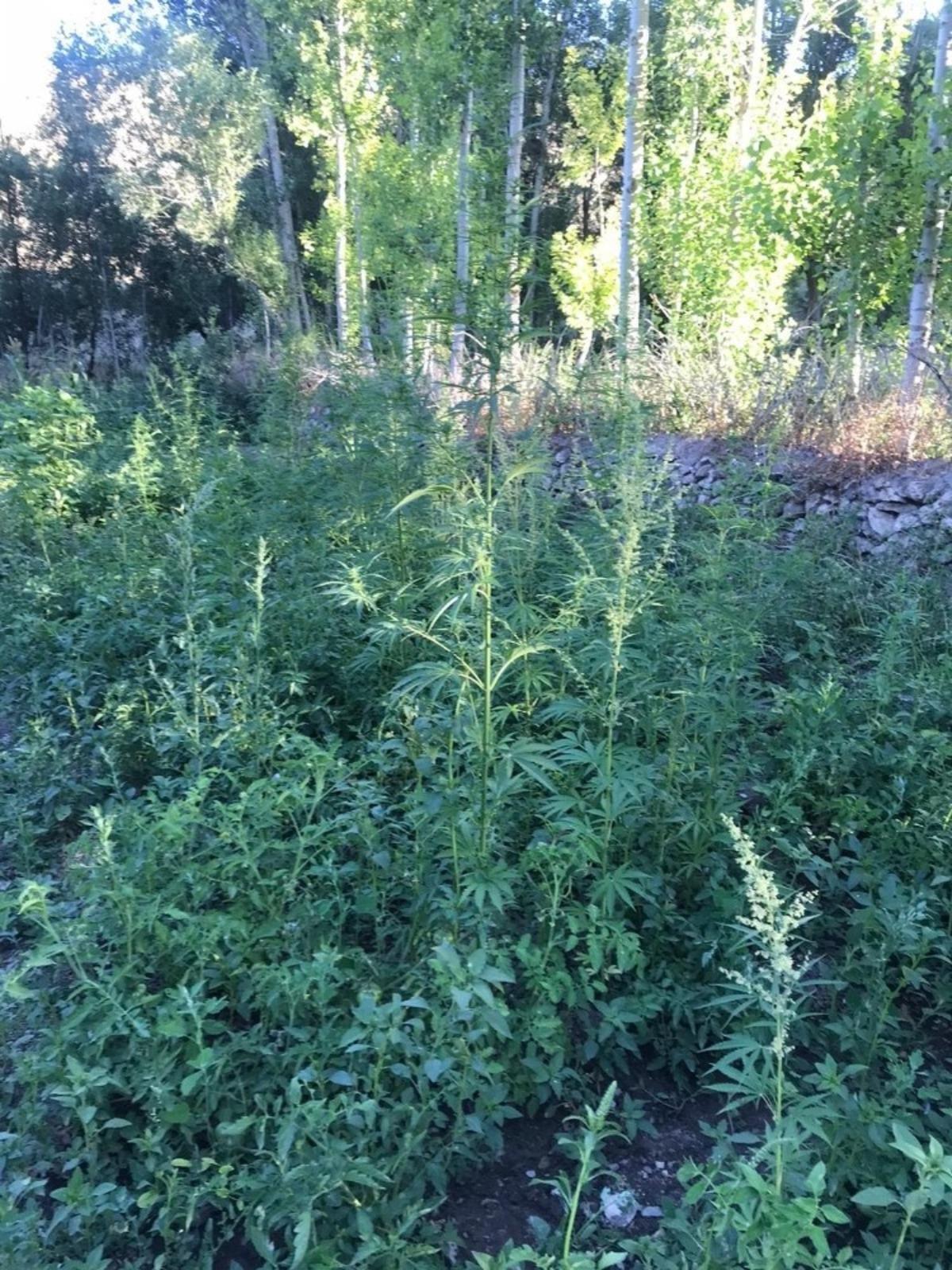 Muş&rsquo;ta 73 k&ouml;k Hint keneviri ele ge&ccedil;irildi