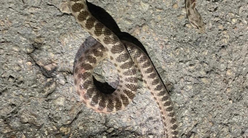 Eve giren yılanı itfaiye ekipleri &ccedil;ıkardı