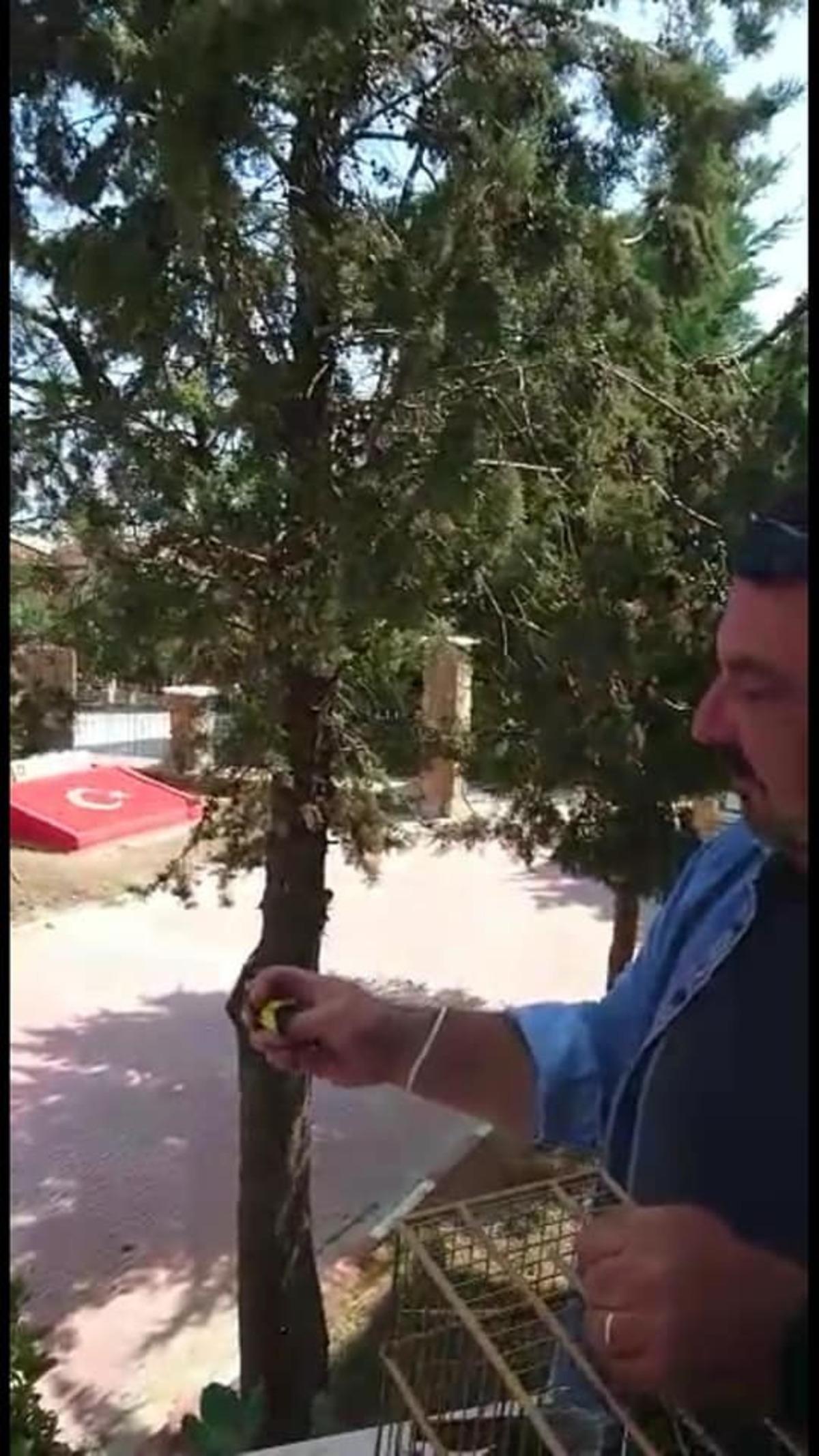 M&uuml;hre olarak kullanılan saka kuşu &ouml;zg&uuml;rl&uuml;ğ&uuml;ne kavuşturuldu