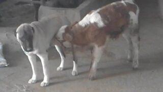 Danayı emziren kangal köpeği görenleri hayrete düşürüyor