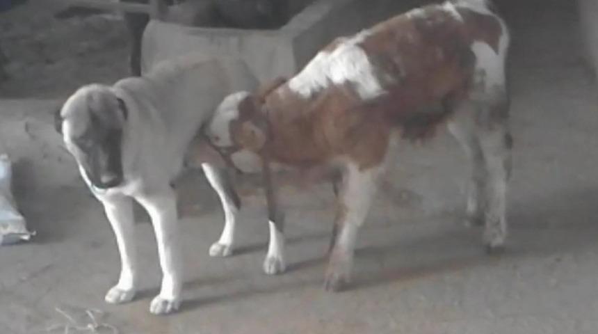 Danayı emziren kangal köpeği görenleri hayrete düşürüyor