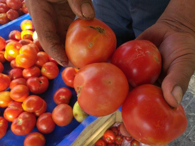 Çiftçi domates güvesi ile mücadele ediyor