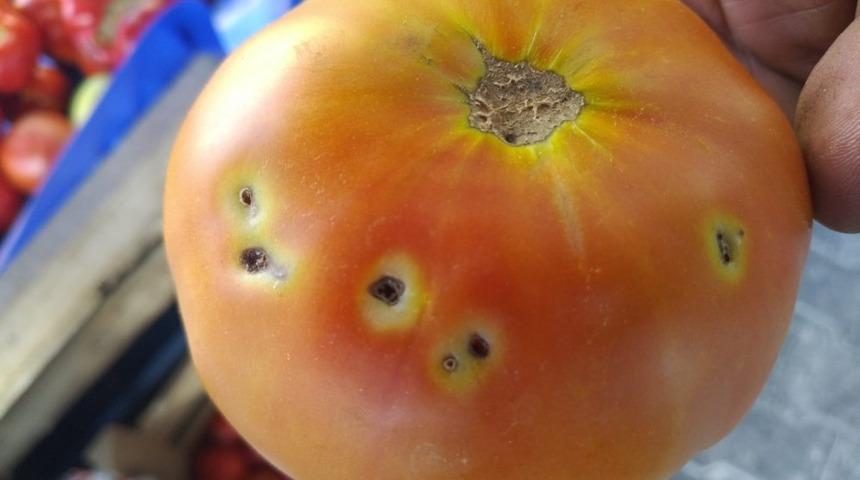 &Ccedil;ift&ccedil;i domates g&uuml;vesi ile m&uuml;cadele ediyor