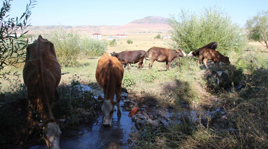 Kiraladığı ahır satılınca hayvanları ile dışarıda kaldı