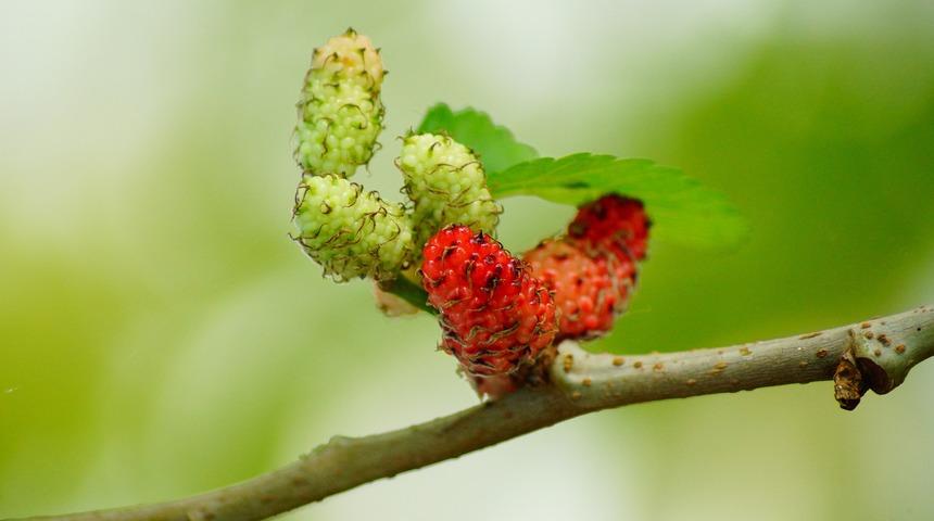 Dutun faydaları nelerdir? Neye iyi gelir? Ne zaman tüketilmelidir?