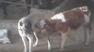 Görenleri şaşırtan görüntü! Annesi ölen danayı köpek emziriyor