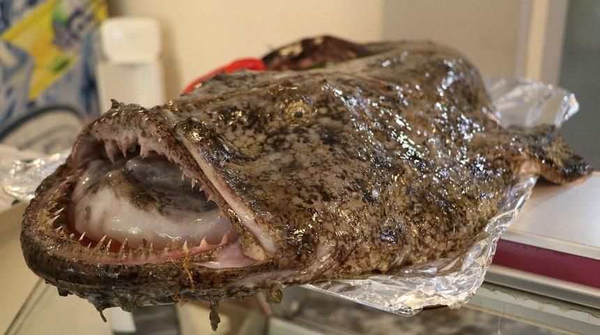 Akdeniz'de yaşayan fener balığı Karadeniz&rsquo;de ağlara takıldı