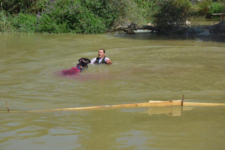 Koyunların 8 asırlık atlama yarışına virüs engeli G2