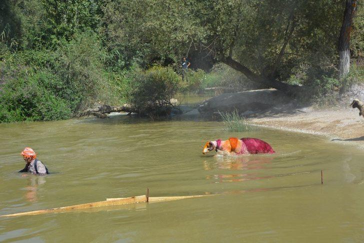 Koyunların 8 asırlık atlama yarışına virüs engeli G3