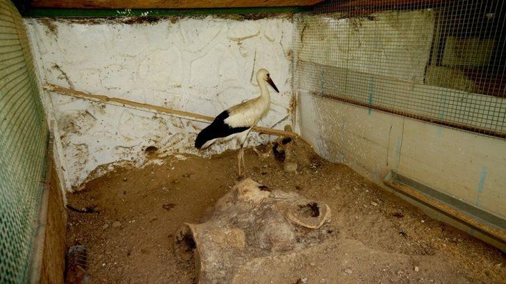 Leylek yolunu şaşırdı istasyonun maskotu oldu G2