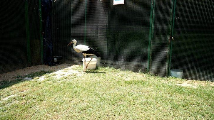 Leylek yolunu şaşırdı istasyonun maskotu oldu G3