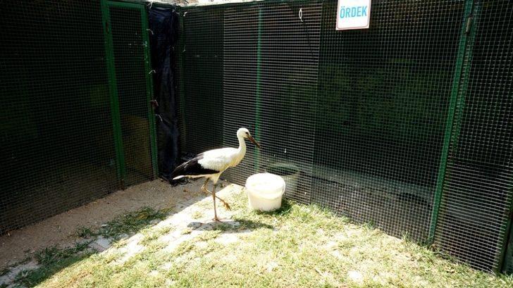 Leylek yolunu şaşırdı istasyonun maskotu oldu G4