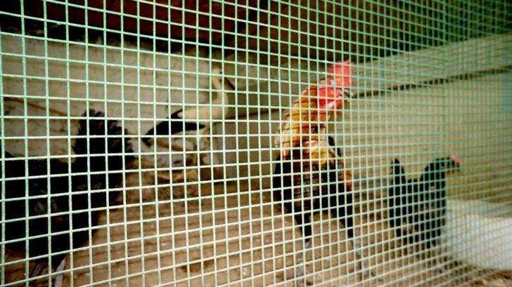 Leylek yolunu şaşırdı istasyonun maskotu oldu G5