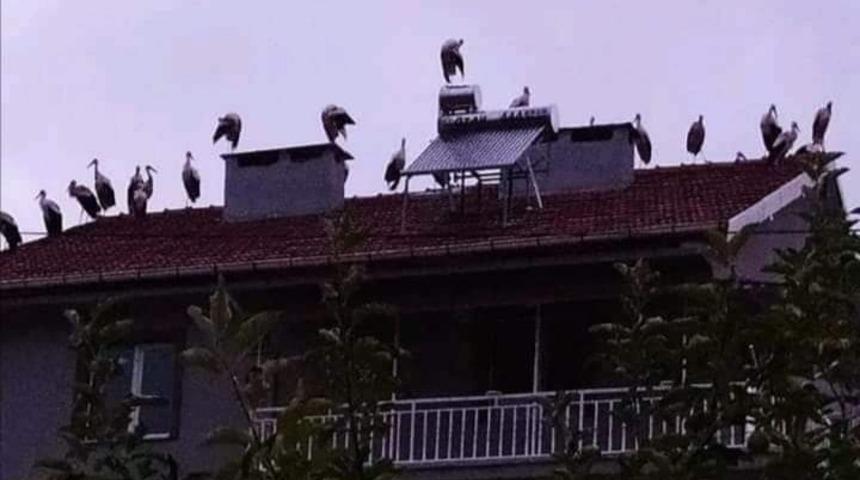 Leylekler &ccedil;atılarda g&ouml;&ccedil; molası verdi