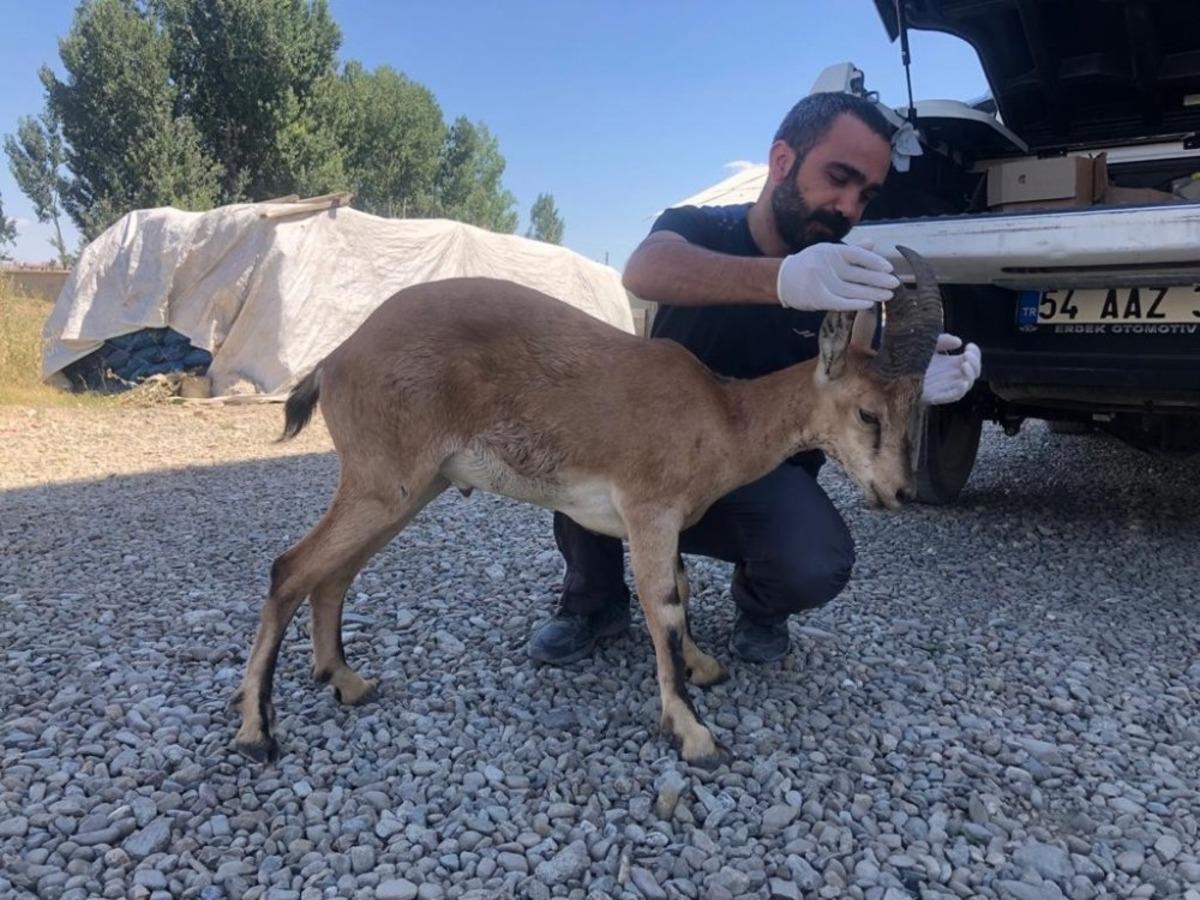 Y&uuml;ksekova&rsquo;da yaralı halde bulunan dağ ke&ccedil;isi tedavi altına alındı