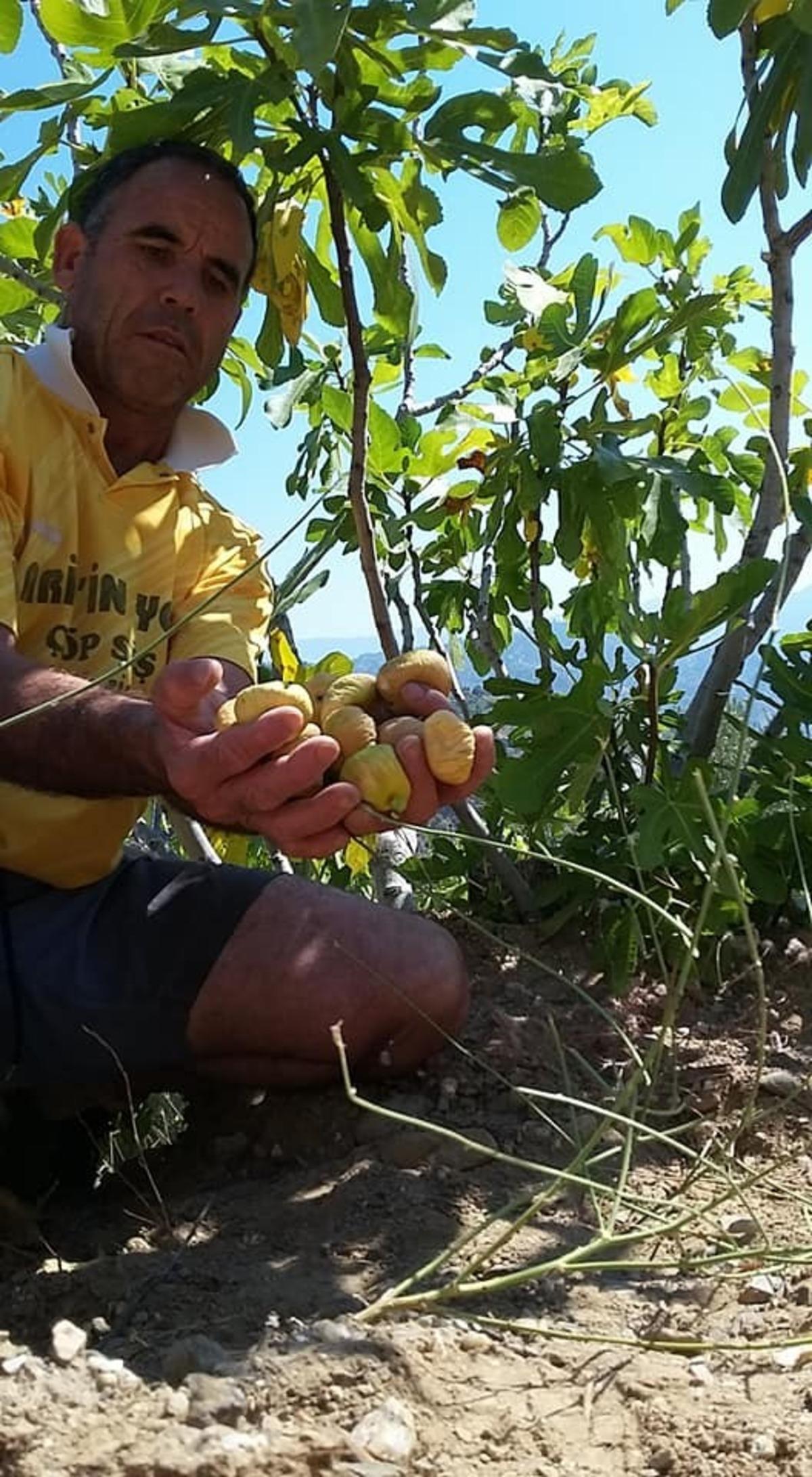 Aydın&rsquo;da incir hasadı başladı