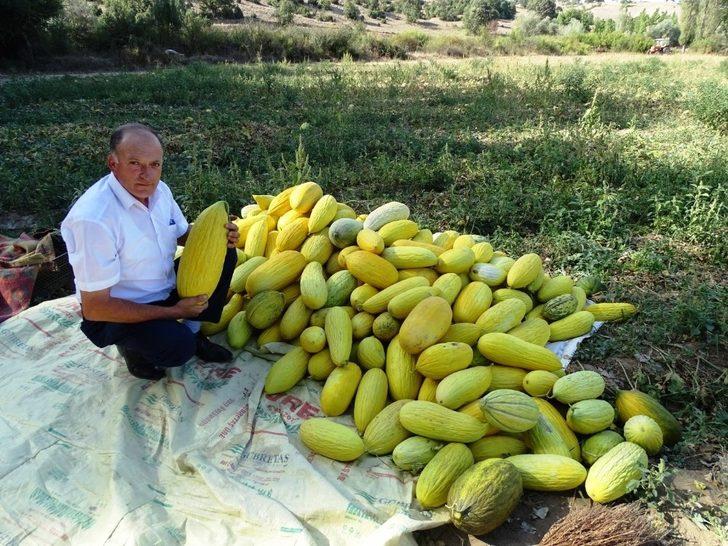 Hisarcık’ta yerli kavun tezgaha indi G2