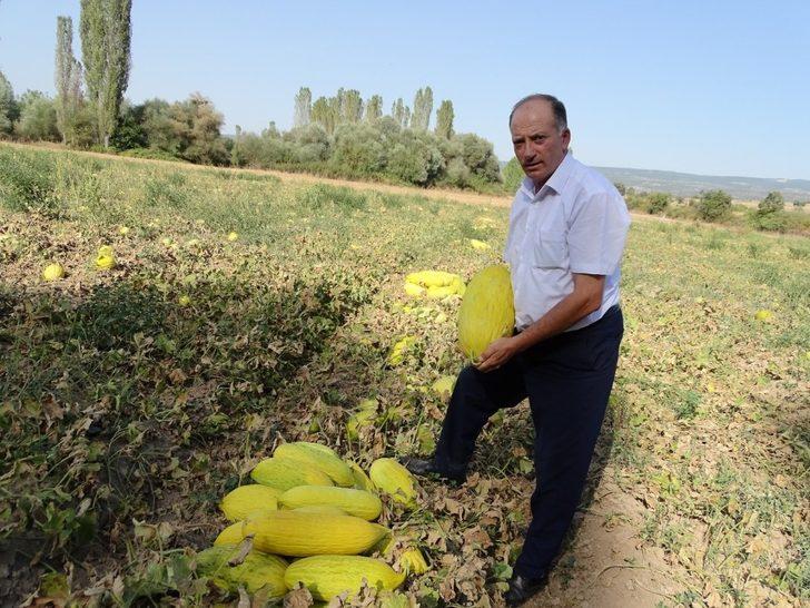 Hisarcık’ta yerli kavun tezgaha indi G3