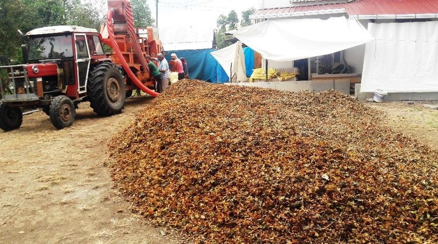 Doğal gübre: Fındık zurufu