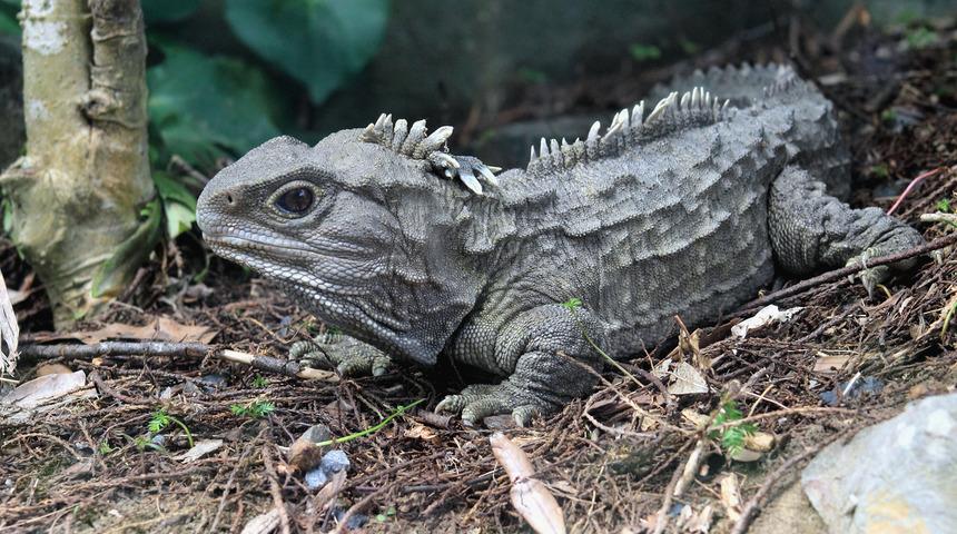 Bilim insanları: &Uuml;&ccedil; g&ouml;zl&uuml; s&uuml;r&uuml;ngen yery&uuml;z&uuml;ndeki hi&ccedil;bir canlıya benzemiyor