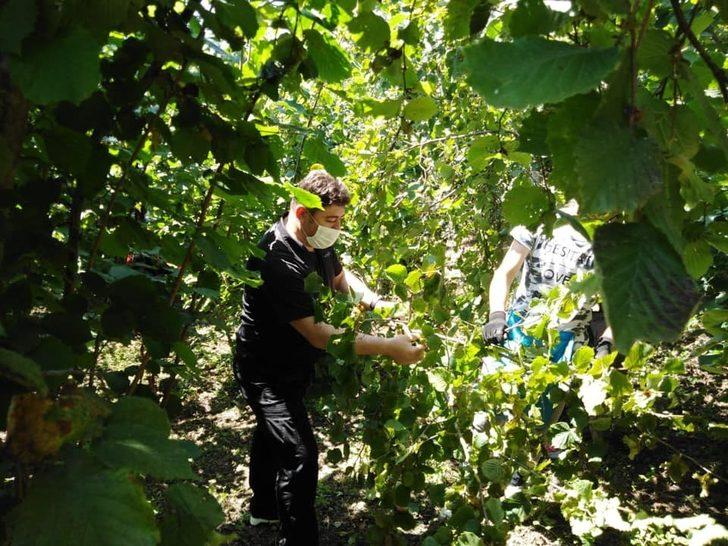 Üretici başkan fındık bahçesinde G1