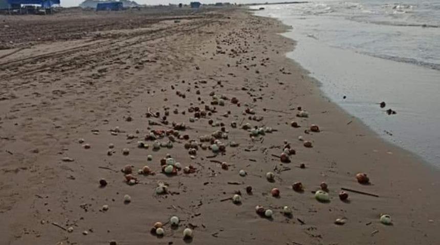 Adana'da dalgaların getirdiği yüzlerce kilo soğan plajı doldurdu
