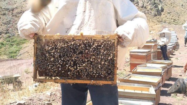 Türk Dağı’nda bal sağımı başladı