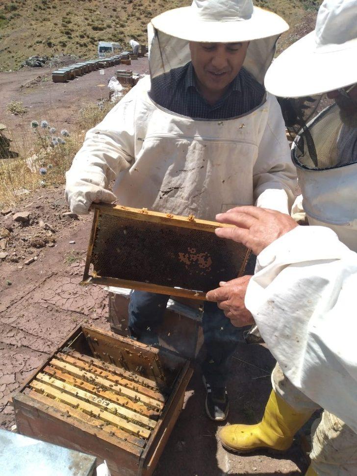 Türk Dağı’nda bal sağımı başladı G3